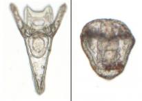 Sea urchins have been shown to grow deformed when in contact with chemicals from marine plastic